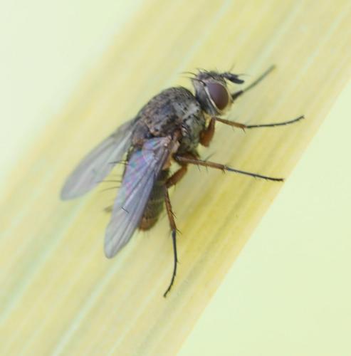 Réf. 251 873 : Siphona geniculata